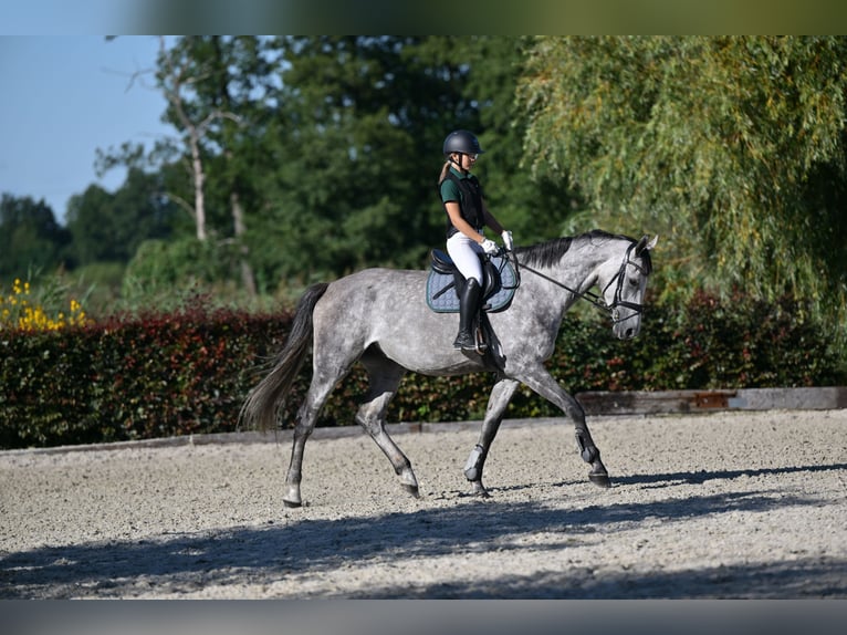 Caballo de Holstein Caballo castrado 5 años 172 cm Tordo in 15806 Zossen OT Horstfelde