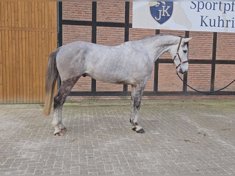 Caballo de Holstein Caballo castrado 5 años 172 cm Tordo in Zeven