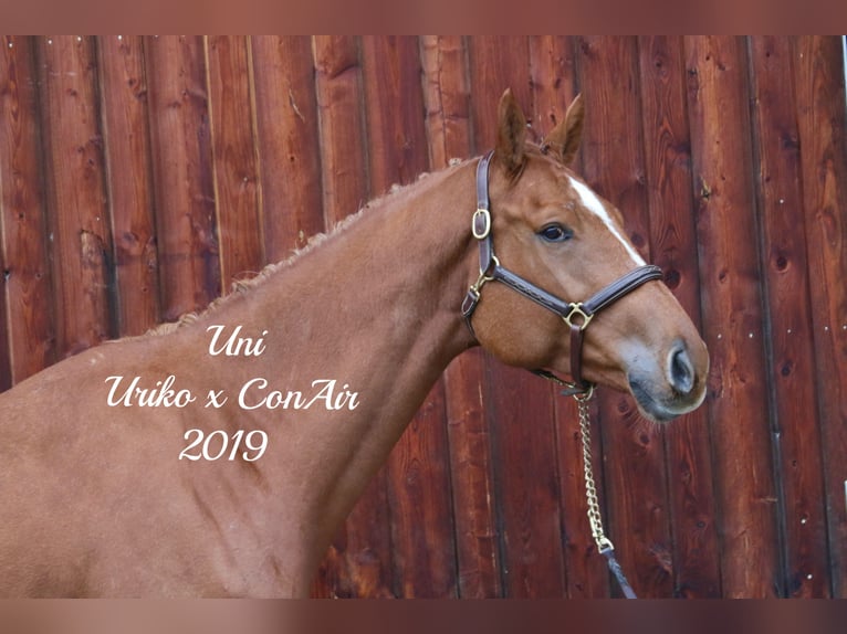 Caballo de Holstein Caballo castrado 5 años 173 cm Alazán in Erharting