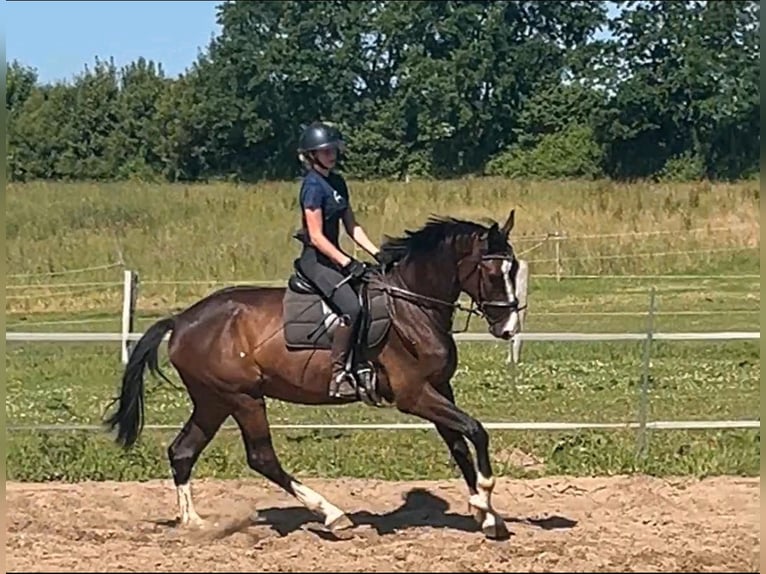 Caballo de Holstein Caballo castrado 5 años 175 cm Castaño in Kriesebyfeld