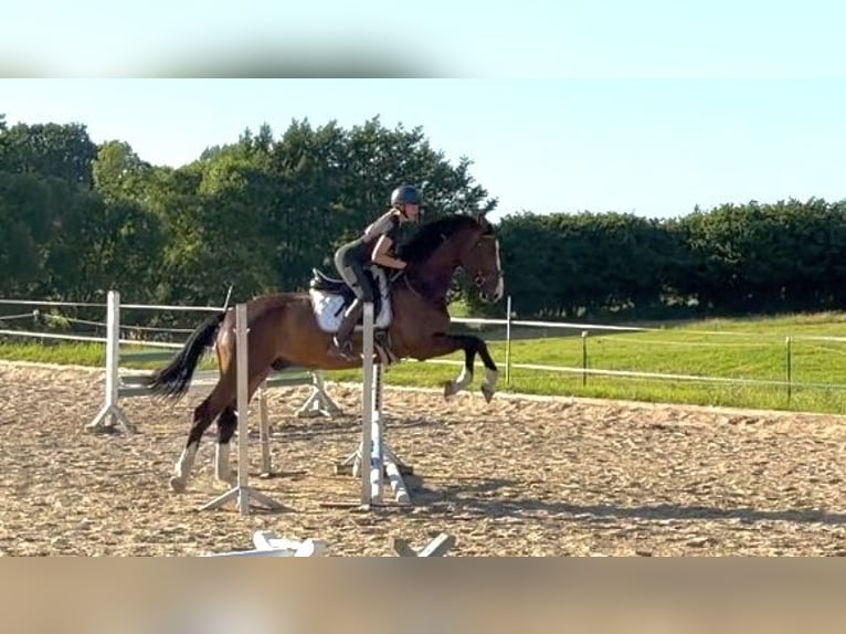 Caballo de Holstein Caballo castrado 5 años 175 cm Castaño in Kriesebyfeld