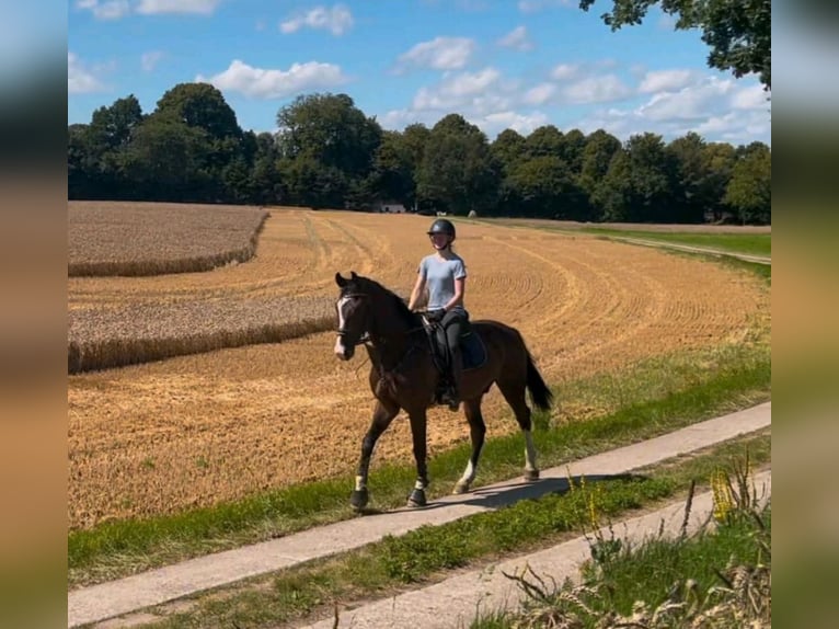Caballo de Holstein Caballo castrado 5 años 175 cm Castaño in Kriesebyfeld