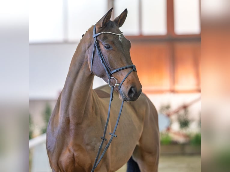 Caballo de Holstein Caballo castrado 5 años Castaño in Münster-Handorf