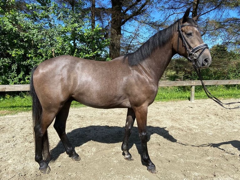 Caballo de Holstein Caballo castrado 6 años 158 cm Tordo in Süderlügum