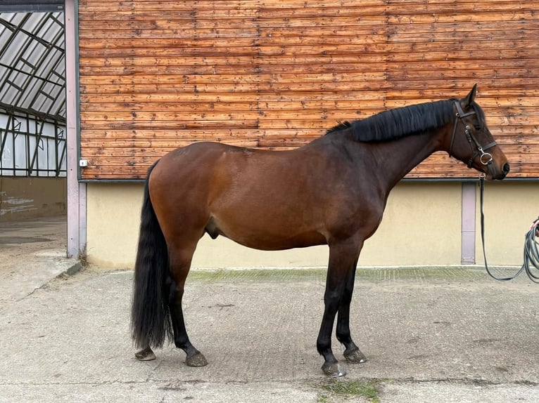 Caballo de Holstein Caballo castrado 6 años 162 cm Castaño in Brno