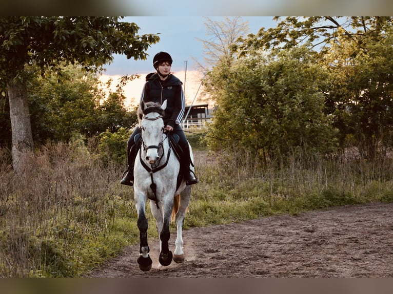 Caballo de Holstein Caballo castrado 6 años 165 cm Tordo picazo in Schönwalde OT Pausin