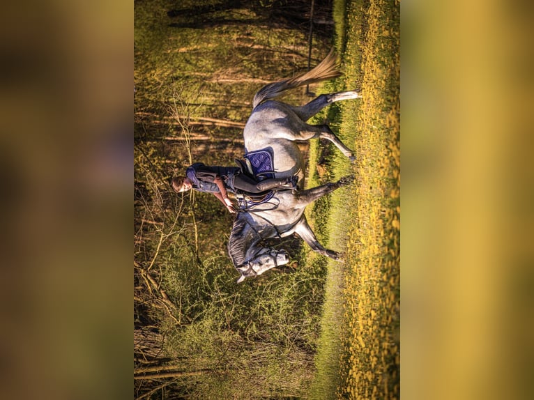 Caballo de Holstein Caballo castrado 6 años 165 cm Tordo picazo in Schönwalde OT Pausin