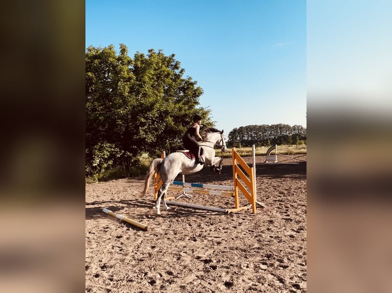 Caballo de Holstein Caballo castrado 6 años 165 cm Tordo picazo in Schönwalde OT Pausin