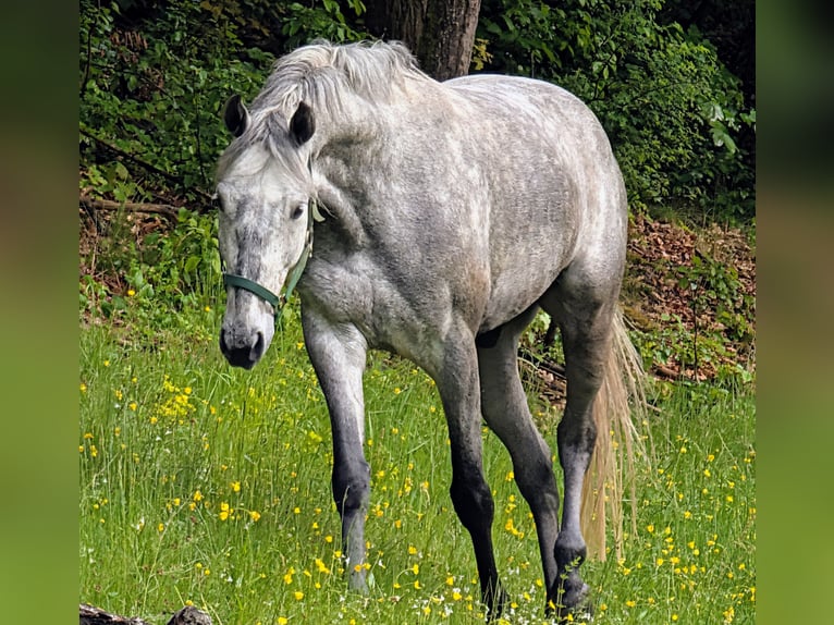 Caballo de Holstein Caballo castrado 6 años 166 cm Tordo in Goldkronach
