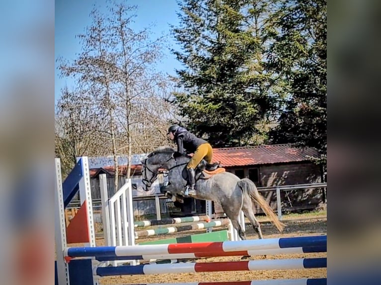 Caballo de Holstein Caballo castrado 6 años 166 cm Tordo in Goldkronach