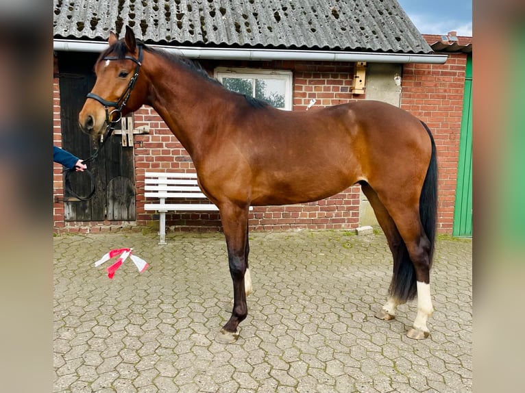 Caballo de Holstein Caballo castrado 6 años 167 cm Castaño in Jork