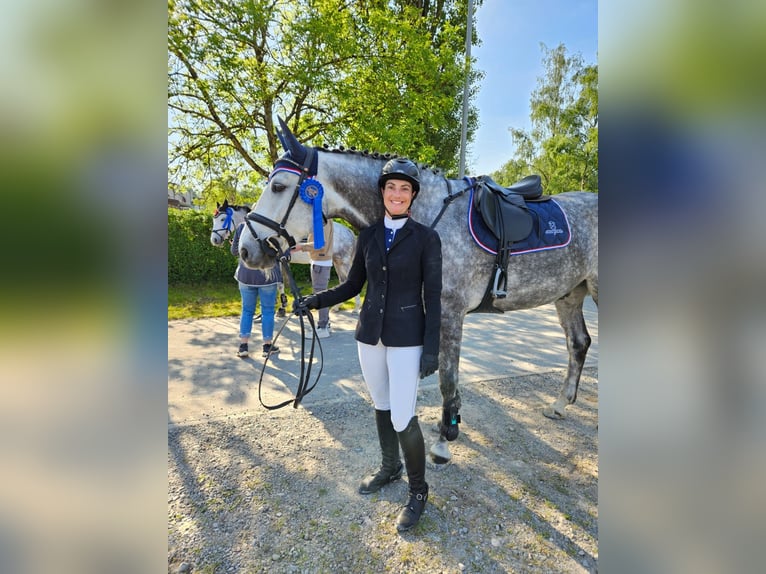 Caballo de Holstein Caballo castrado 6 años 167 cm Tordo rodado in Donaueschingen