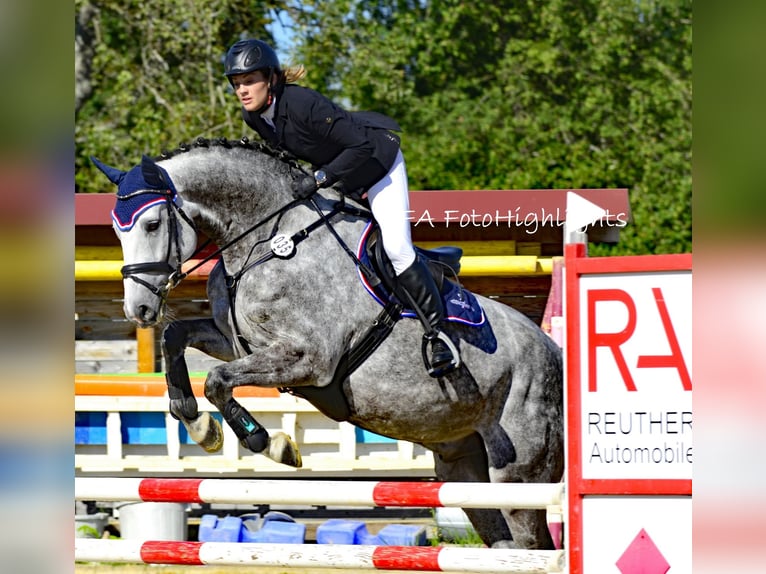 Caballo de Holstein Caballo castrado 6 años 167 cm Tordo rodado in Donaueschingen