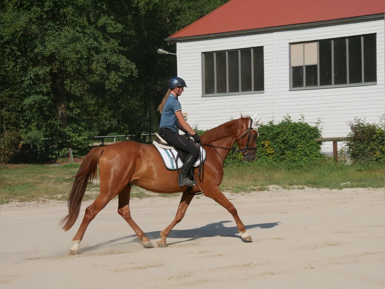 Caballo de Holstein Caballo castrado 6 años 168 cm Alazán in Sinzing