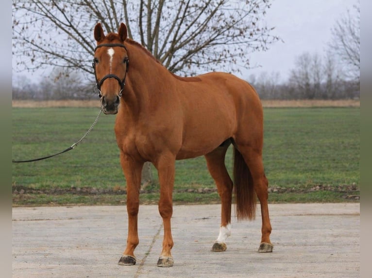 Caballo de Holstein Caballo castrado 6 años 168 cm Alazán in Békéscsaba