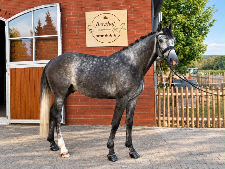 Caballo de Holstein Caballo castrado 6 años 168 cm Tordo in Einbeck