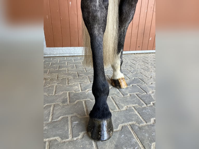 Caballo de Holstein Caballo castrado 6 años 168 cm Tordo rodado in Penig