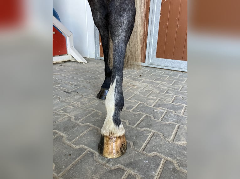 Caballo de Holstein Caballo castrado 6 años 168 cm Tordo rodado in Penig