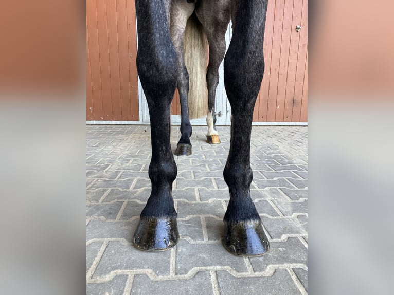 Caballo de Holstein Caballo castrado 6 años 168 cm Tordo rodado in Penig