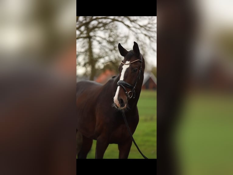 Caballo de Holstein Caballo castrado 6 años 169 cm Castaño in Helvoirt