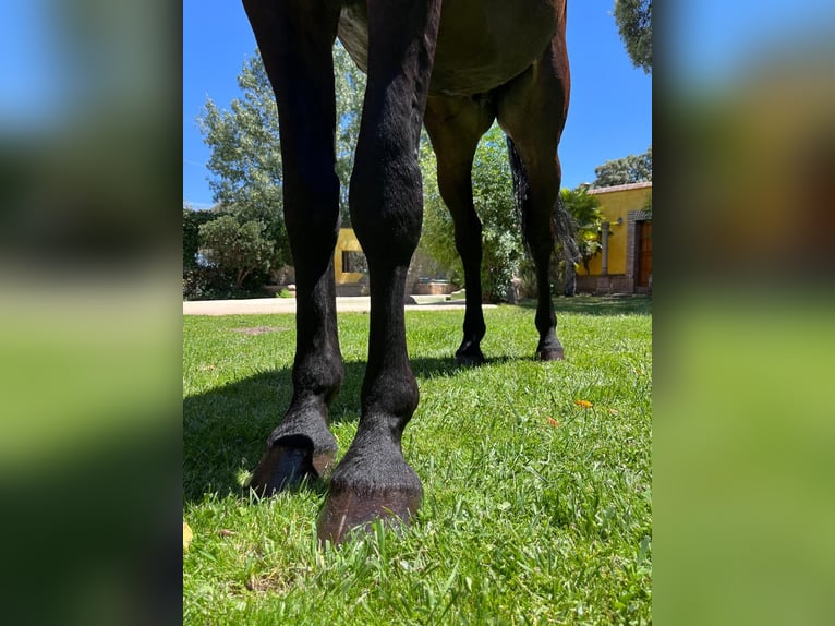 Caballo de Holstein Caballo castrado 6 años 169 cm Castaño in Madrid