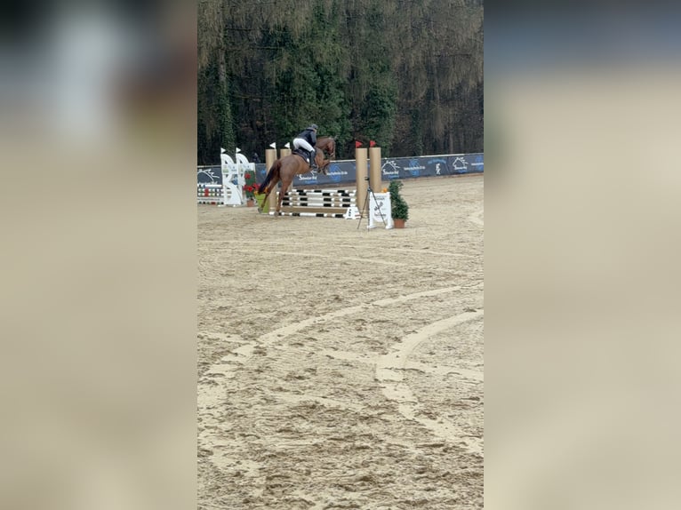 Caballo de Holstein Caballo castrado 6 años 170 cm Alazán in Lochen am See
