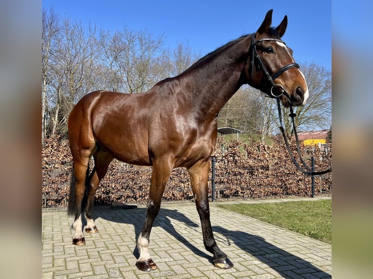 Caballo de Holstein Caballo castrado 6 años 170 cm Castaño in Esterwegen