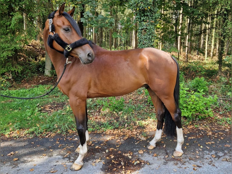 Caballo de Holstein Caballo castrado 6 años 170 cm Castaño in Bielefeld