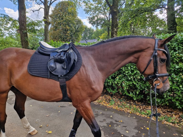 Caballo de Holstein Caballo castrado 6 años 170 cm Castaño in Bielefeld