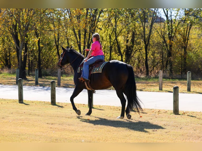 Caballo de Holstein Caballo castrado 6 años 170 cm Negro in Forney