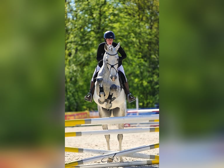Caballo de Holstein Caballo castrado 6 años 170 cm Tordo in Zeiselmauer