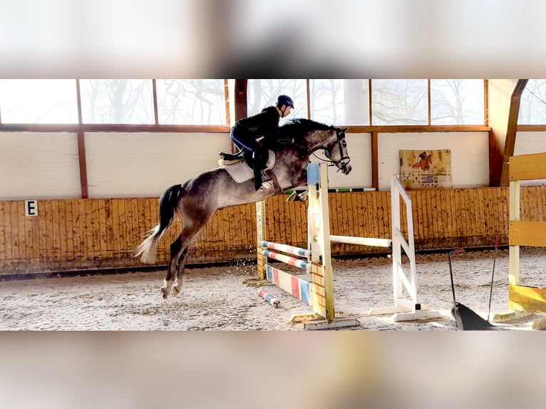 Caballo de Holstein Caballo castrado 6 años 170 cm Tordo in Celle