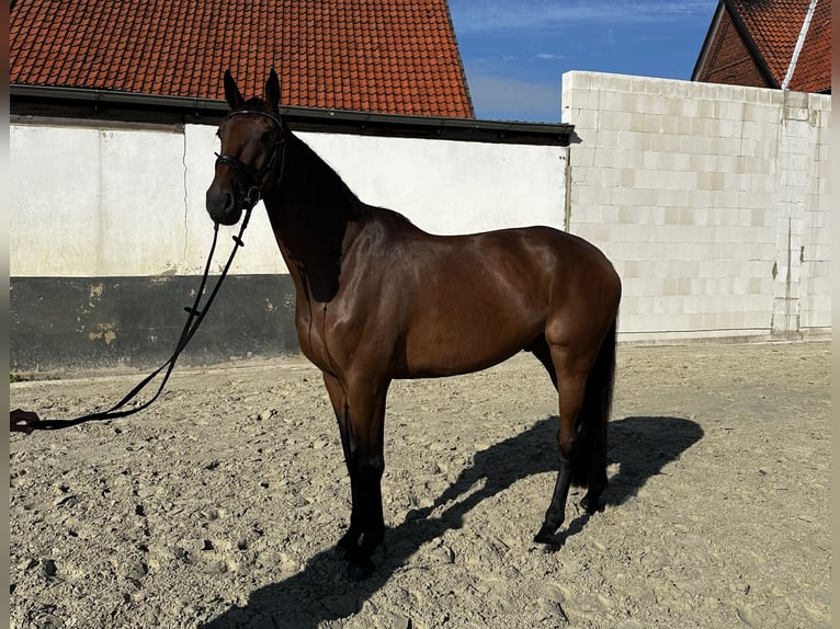 Caballo de Holstein Caballo castrado 6 años 172 cm Castaño oscuro in Rehburg-Loccum Münchehagen