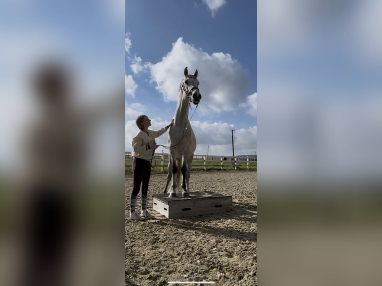 Caballo de Holstein Caballo castrado 6 años 172 cm Tordo in Gaienhofen