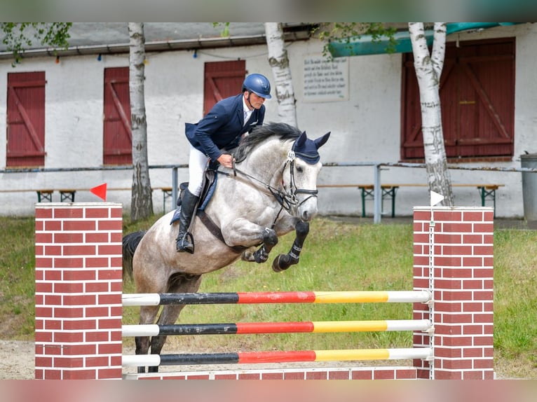 Caballo de Holstein Caballo castrado 6 años 172 cm Tordo in Treuen