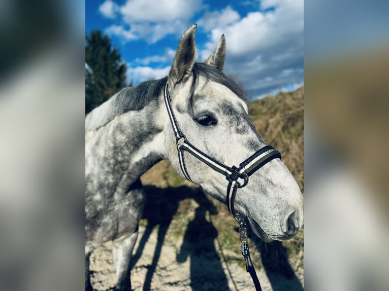 Caballo de Holstein Caballo castrado 6 años 172 cm Tordo rodado in Coburg