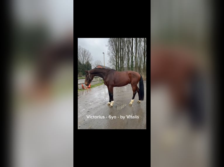 Caballo de Holstein Caballo castrado 6 años 173 cm Castaño in Hem