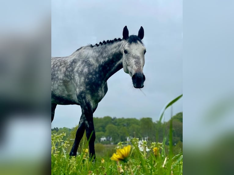 Caballo de Holstein Caballo castrado 6 años 173 cm Tordo rodado in Felde