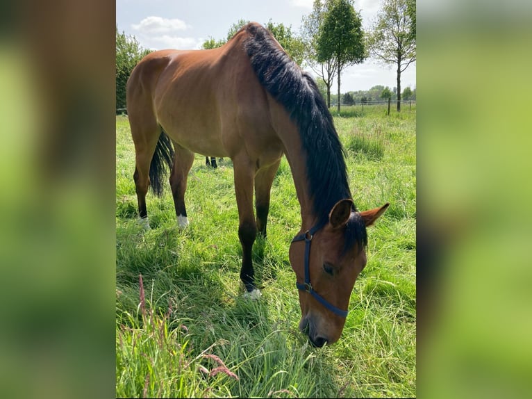 Caballo de Holstein Caballo castrado 6 años 174 cm Castaño in Uplengen