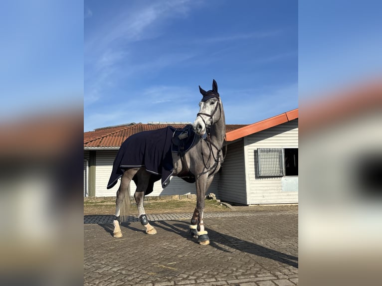 Caballo de Holstein Caballo castrado 6 años 174 cm Tordo in Ovelg&#xF6;nne