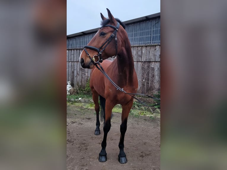 Caballo de Holstein Caballo castrado 6 años 175 cm Castaño in Schinkel