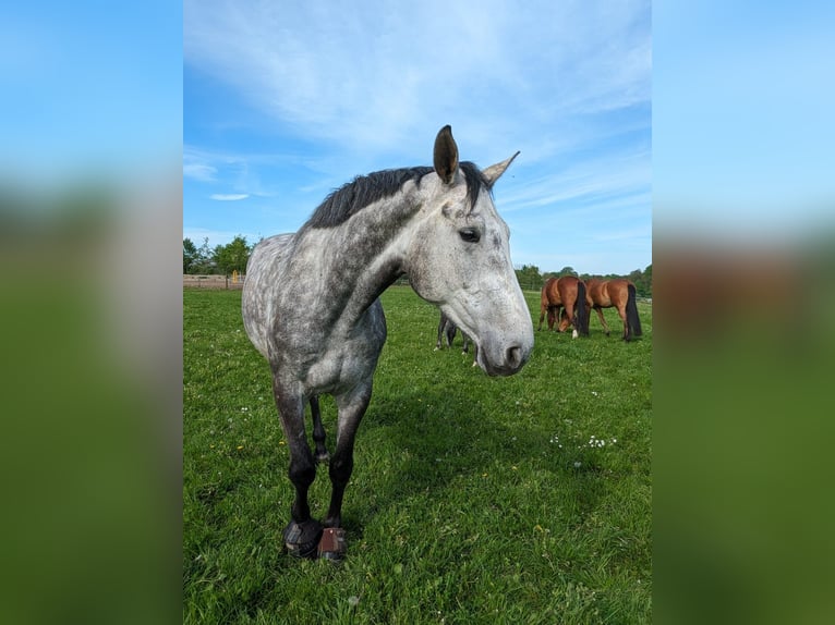 Caballo de Holstein Caballo castrado 6 años 178 cm Tordo rodado in Felde