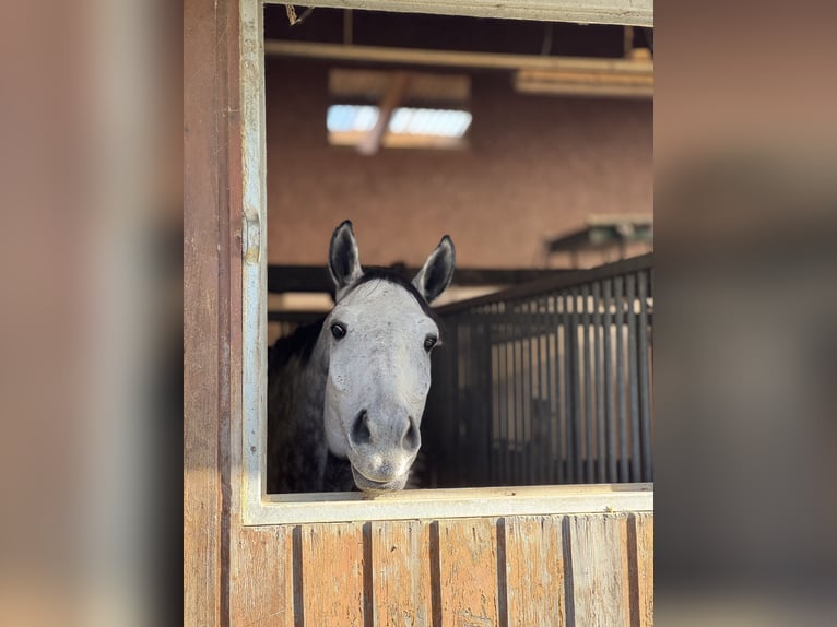 Caballo de Holstein Caballo castrado 6 años 179 cm Tordo rodado in Emancé