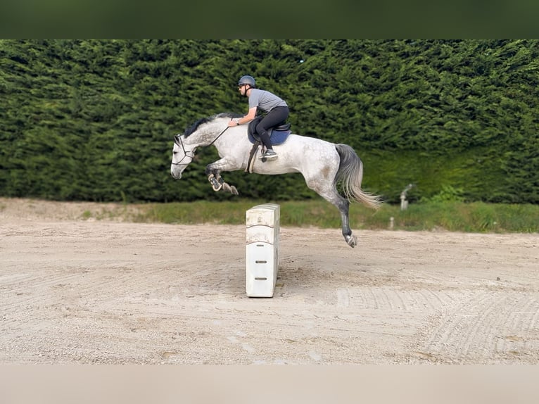 Caballo de Holstein Caballo castrado 6 años 179 cm Tordo rodado in Emancé