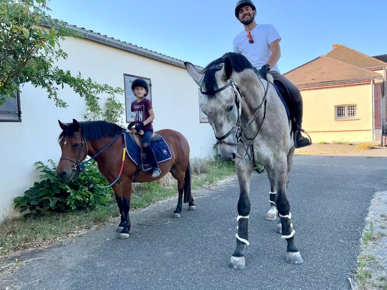 Caballo de Holstein Caballo castrado 6 años 179 cm Tordo rodado in Emancé