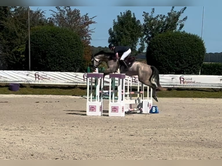 Caballo de Holstein Caballo castrado 6 años 179 cm Tordo rodado in Emancé