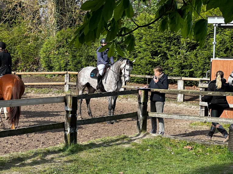 Caballo de Holstein Caballo castrado 6 años 179 cm Tordo rodado in Emancé