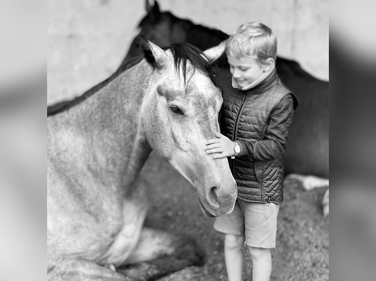 Caballo de Holstein Caballo castrado 6 años 179 cm Tordo rodado in Emancé