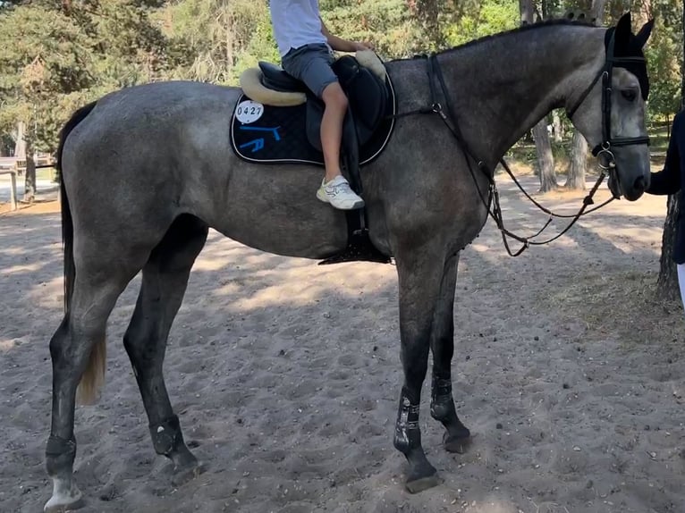 Caballo de Holstein Caballo castrado 6 años 179 cm Tordo rodado in Emancé