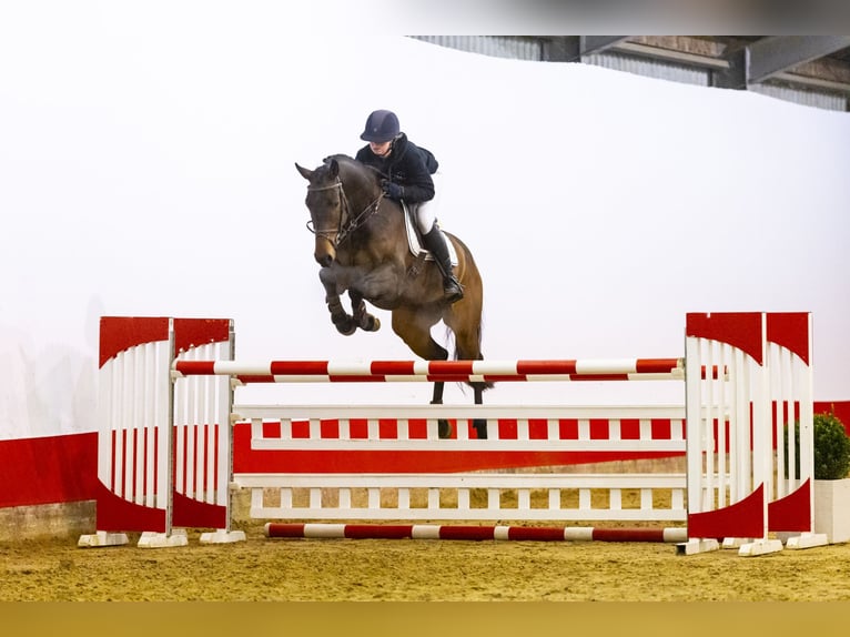 Caballo de Holstein Caballo castrado 7 años 164 cm Castaño in Waddinxveen